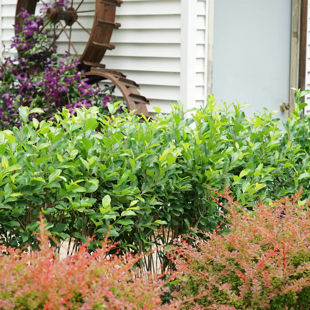 Low Scape Hedger Aronia hedge in landscape